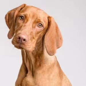 Photo chien bien éclairé et contrastant avec l'arrière-plan